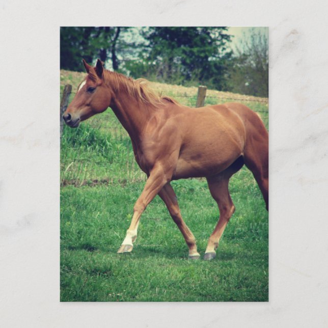 Trot, Schottland Postkarte (Vorderseite)