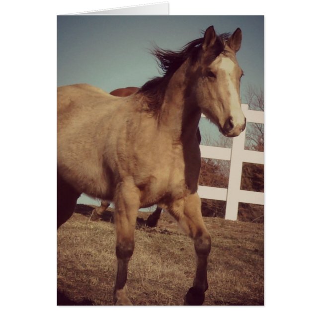 Trottes de Chevaux en peau de seau (Devant)