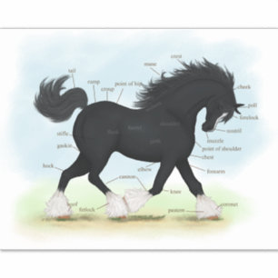Trotting Black Shire Horse Equine Anatomie Chart Aufkleber