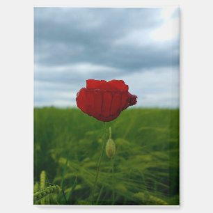 Trotz allem rot – Rote Mohnblume Magnet