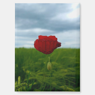 Trotz allem rot – Rote Mohnblume Magnet