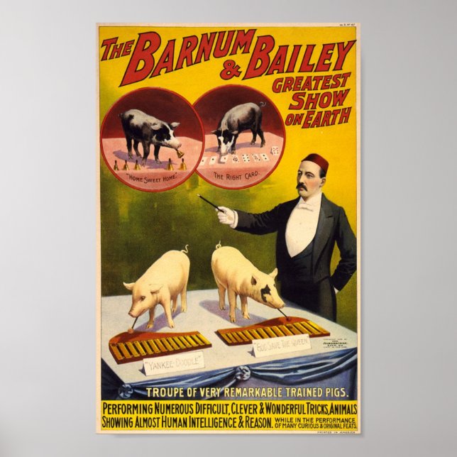 Troupe von bemerkenswert ausgebildeten Schweinen C Poster (Vorne)