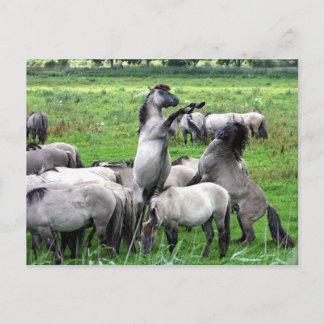 troupeau de chevaux konik sauvages carte postale