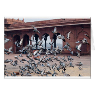 Troupeau des pigeons