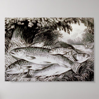 Trout Fishing Vintage Image Poster