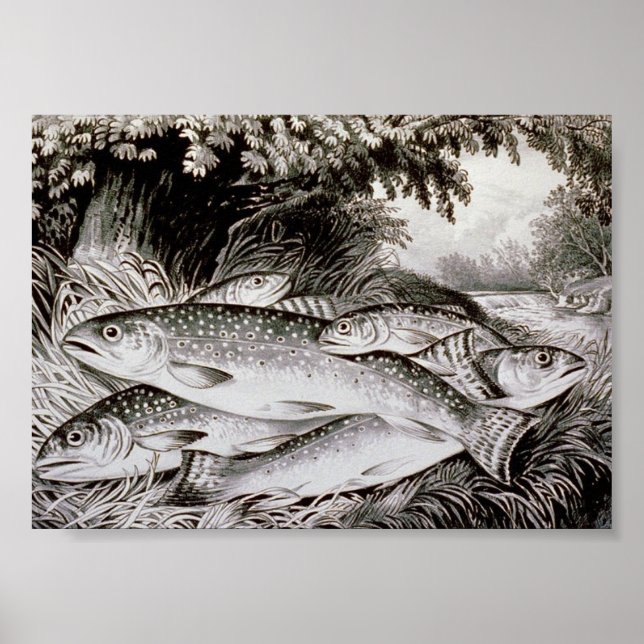 Trout Fishing Vintage Image Poster (Vorne)