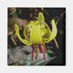 Trout Lily #1 Magnet
