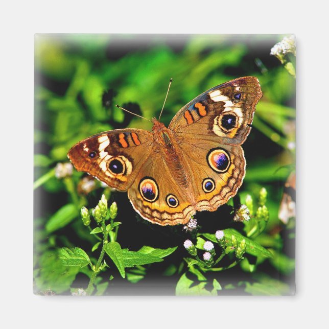 True Colors - Buckeye Butterfly Magnet (Vorne)