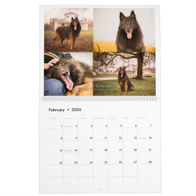 True Knight Belgium Tervuren Hund/Welpenkalender Kalender (Feb 2026)