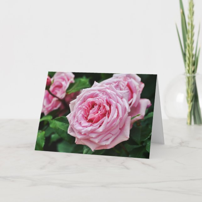 True Pink Heirloom Rose Blank Note Card Karte (Vorderseite)