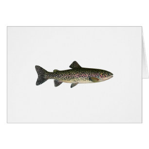 Truite à tête d'acier (Great Lakes)