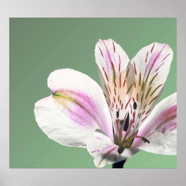 Trumpet Lily Poster (Vorne)