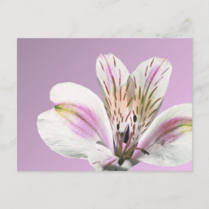 Trumpet Lily Postkarte