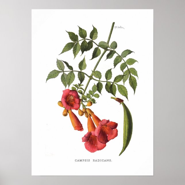 Trumpet Vine Poster (Vorne)