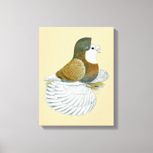 Trumpeter Pigeon AOC Baldhead Leinwanddruck