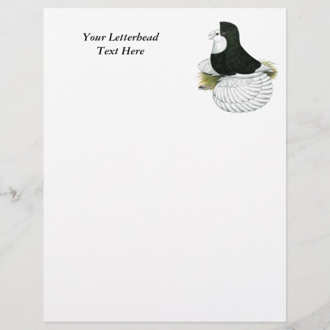 Trumpeter Pigeon Black Baldhead (Vorderseite)