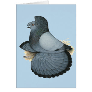 Trumpeter Pigeon Blue Barless