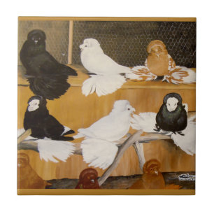 Trumpeter Pigeon Champions Fliese