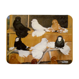 Trumpeter Pigeon Champions Magnet