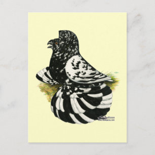 Trumpeter Pigeon Dark Splash Postkarte