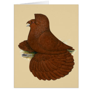 Trumpeter Pigeon Red