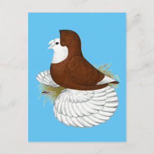 Trumpeter Pigeon Red Baldhead Postkarte