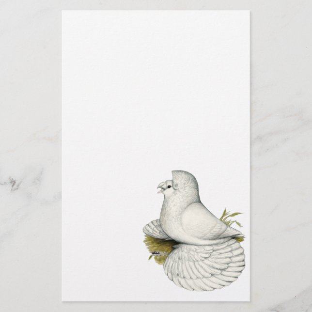 Trumpeter Pigeon White (Vorderseite)