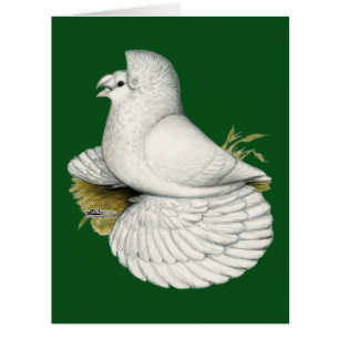 Trumpeter Pigeon White