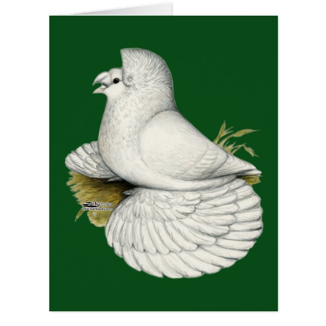 Trumpeter Pigeon White (Vorderseite)