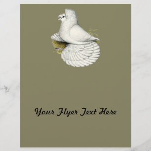 Trumpeter Pigeon White Flyer
