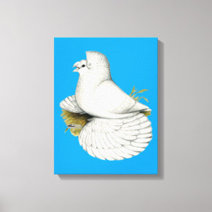 Trumpeter Pigeon White Leinwanddruck