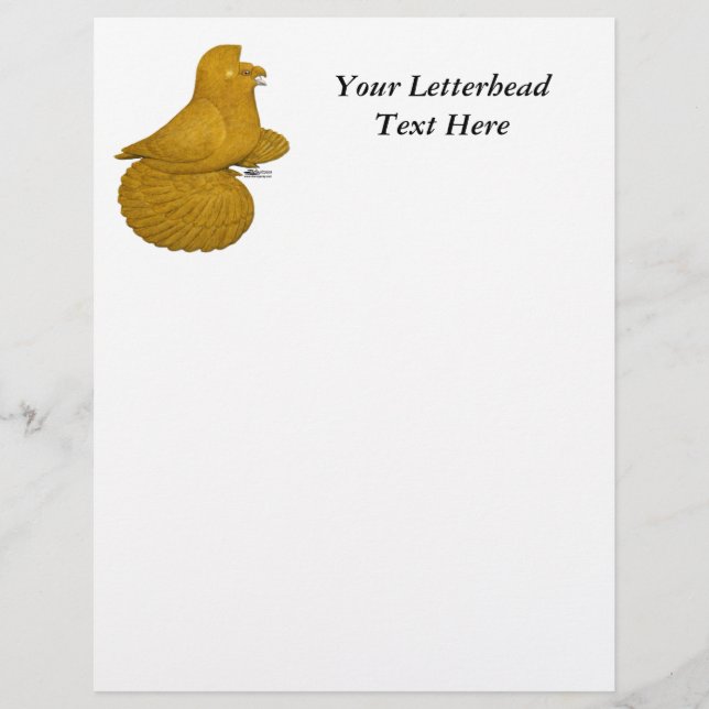Trumpeter Pigeon Yellow (Vorderseite)
