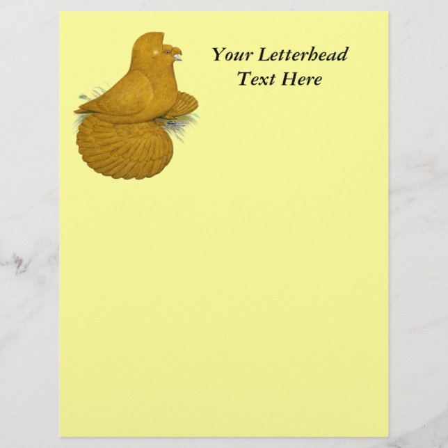 Trumpeter Pigeon Yellow Self (Vorderseite)