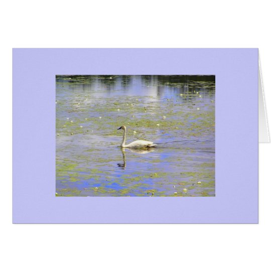 Trumpeter-Schwan-Mitteilungskarten Karte