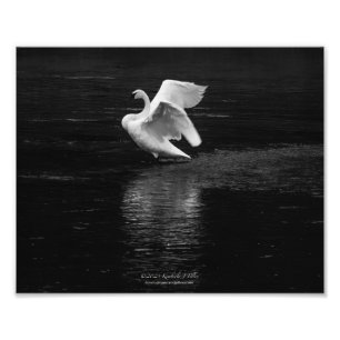 Trumpeter Swan b/w Fotodruck