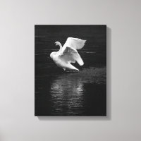 Trumpeter Swan b/w