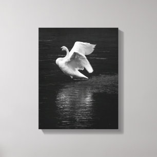 Trumpeter Swan b/w Leinwanddruck