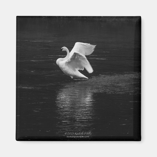 Trumpeter Swan b/w Magnet (Vorne)