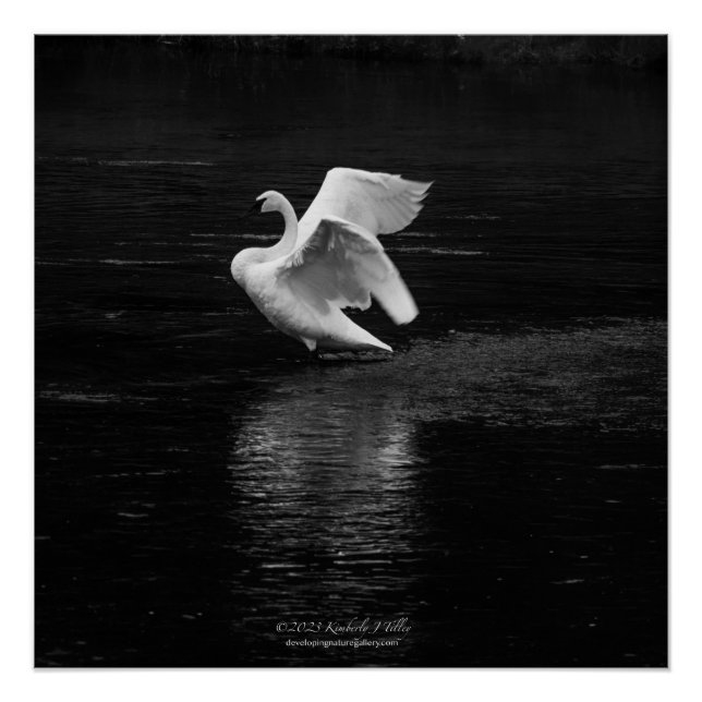 Trumpeter Swan b/w Poster (Vorderseite)