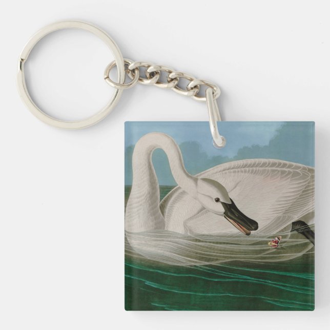 Trumpeter Swan Birds of America Audubon Print (Devant)