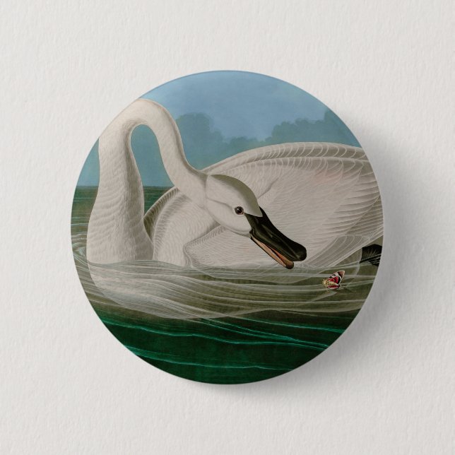 Trumpeter Swan Birds of America Audubon Print Button (Vorderseite)