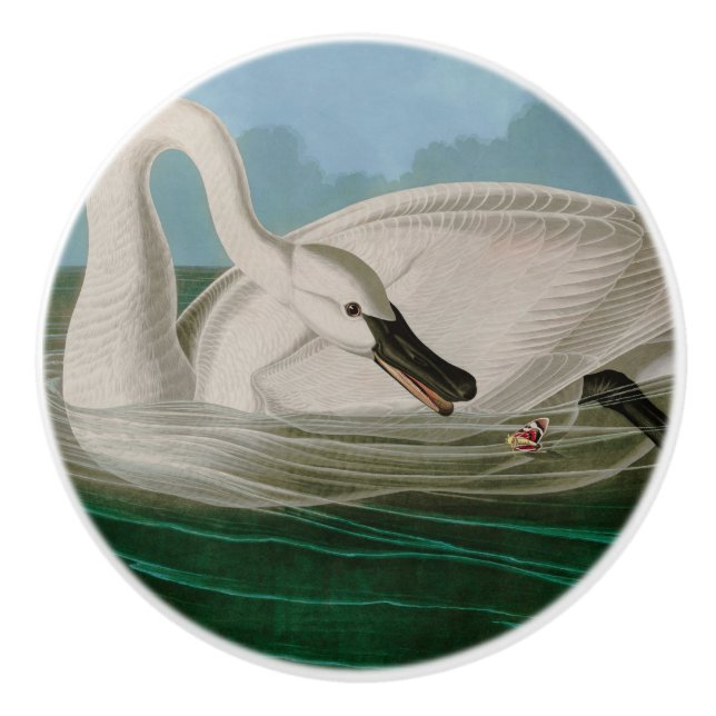 Trumpeter Swan Birds of America Audubon Print Keramikknauf (Vorderseite)