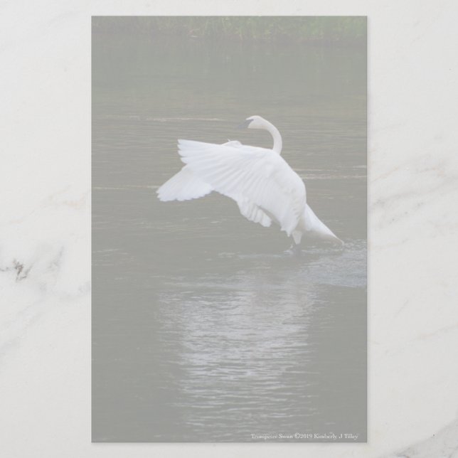 Trumpeter Swan Briefpapier (Vorderseite)