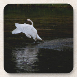 Trumpeter Swan Getränkeuntersetzer