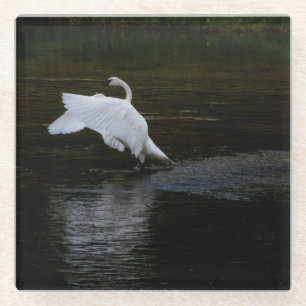 Trumpeter Swan Glasuntersetzer
