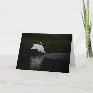 Trumpeter Swan Karte