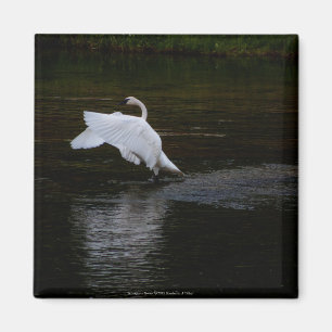 Trumpeter Swan Magnet