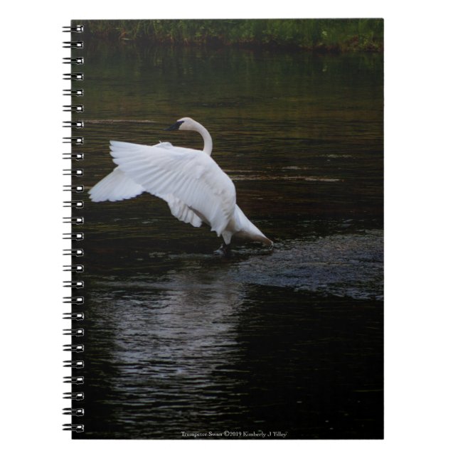 Trumpeter Swan Notizblock (Vorderseite)