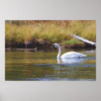 Trumpeter Swan