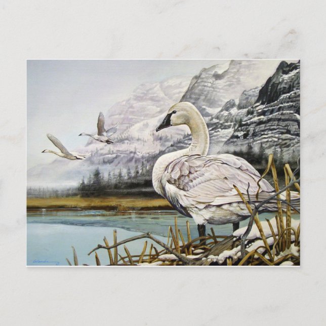 Trumpeter Swan Postkarten (Vorderseite)